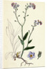 Myosotis Sylvatica Wood Forget-Me-Not by Anonymous