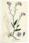 Myosotis Sylvatica Wood Forget-Me-Not by Anonymous
