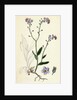Myosotis Sylvatica Wood Forget-Me-Not by Anonymous