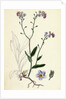 Myosotis Sylvatica Wood Forget-Me-Not by Anonymous