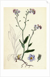 Myosotis Sylvatica Wood Forget-Me-Not by Anonymous