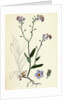 Myosotis Sylvatica Wood Forget-Me-Not by Anonymous