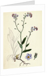 Myosotis Sylvatica Wood Forget-Me-Not by Anonymous