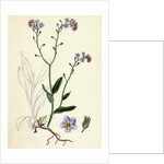 Myosotis Sylvatica Wood Forget-Me-Not by Anonymous