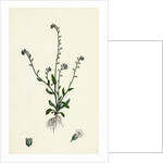 Myosotis Collina Dwarf Forget-Me-Not by Anonymous