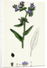 Anchusa Officinalis Common Alkanet by Anonymous