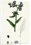 Anchusa Officinalis Common Alkanet by Anonymous