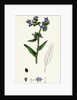 Anchusa Officinalis Common Alkanet by Anonymous