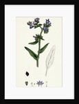 Anchusa Officinalis Common Alkanet by Anonymous