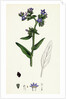 Anchusa Officinalis Common Alkanet by Anonymous