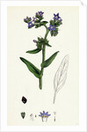 Anchusa Officinalis Common Alkanet by Anonymous