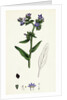 Anchusa Officinalis Common Alkanet by Anonymous
