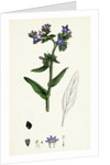 Anchusa Officinalis Common Alkanet by Anonymous