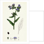 Anchusa Officinalis Common Alkanet by Anonymous