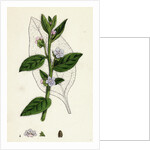 Anchusa Sempervirens Evergreen Alkanet by Anonymous