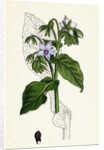 Borago Officinalis Common Borage by Anonymous