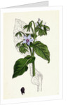 Borago Officinalis Common Borage by Anonymous