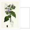 Borago Officinalis Common Borage by Anonymous