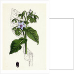 Borago Officinalis Common Borage by Anonymous