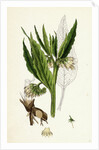 Symphytum Officinale Var. Genuinum Common Comfrey Var. A. by Anonymous