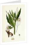 Symphytum Officinale Var. Genuinum Common Comfrey Var. A. by Anonymous