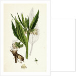 Symphytum Officinale Var. Genuinum Common Comfrey Var. A. by Anonymous