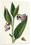 Symphytum Officinale Var. Patens Common Comfrey Var. B. by Anonymous