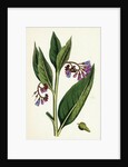 Symphytum Officinale Var. Patens Common Comfrey Var. B. by Anonymous