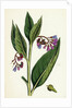 Symphytum Officinale Var. Patens Common Comfrey Var. B. by Anonymous