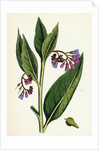 Symphytum Officinale Var. Patens Common Comfrey Var. B. by Anonymous