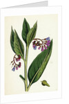 Symphytum Officinale Var. Patens Common Comfrey Var. B. by Anonymous