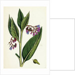 Symphytum Officinale Var. Patens Common Comfrey Var. B. by Anonymous