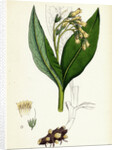 Symphytum Tuberosum Tuberous Comfrey by Anonymous