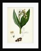 Symphytum Tuberosum Tuberous Comfrey by Anonymous