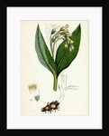 Symphytum Tuberosum Tuberous Comfrey by Anonymous