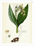 Symphytum Tuberosum Tuberous Comfrey by Anonymous