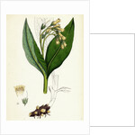 Symphytum Tuberosum Tuberous Comfrey by Anonymous
