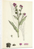 Cynoglossum Officinale Common Hound's-Tongue by Anonymous