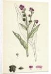 Cynoglossum Officinale Common Hound's-Tongue by Anonymous