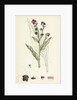 Cynoglossum Officinale Common Hound's-Tongue by Anonymous