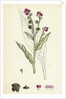 Cynoglossum Officinale Common Hound's-Tongue by Anonymous