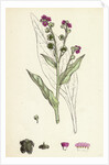 Cynoglossum Officinale Common Hound's-Tongue by Anonymous