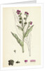 Cynoglossum Officinale Common Hound's-Tongue by Anonymous