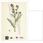 Cynoglossum Officinale Common Hound's-Tongue by Anonymous