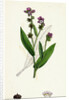 Cynoglossum Montanum Green-Leaved Hound's-Tongue by Anonymous