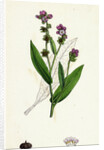 Cynoglossum Montanum Green-Leaved Hound's-Tongue by Anonymous