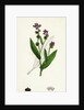 Cynoglossum Montanum Green-Leaved Hound's-Tongue by Anonymous