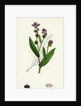 Cynoglossum Montanum Green-Leaved Hound's-Tongue by Anonymous
