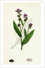 Cynoglossum Montanum Green-Leaved Hound's-Tongue by Anonymous