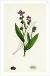 Cynoglossum Montanum Green-Leaved Hound's-Tongue by Anonymous